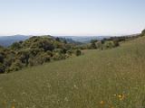 Russian Ridge 003